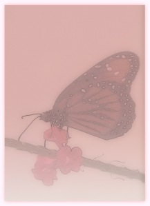 Queen Butterfly, Cypress Gardens, SC